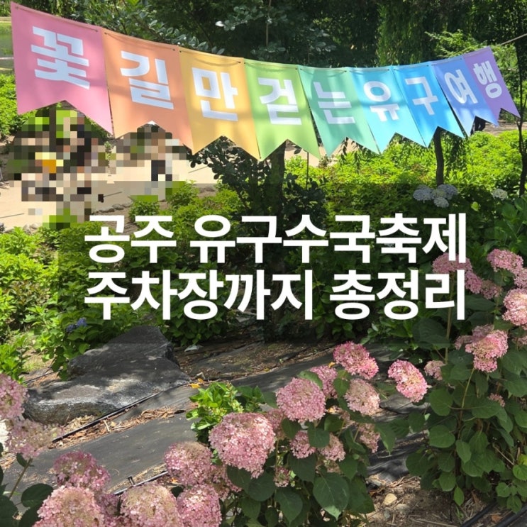 공주 <b>유구 수국축제</b> 유구색동수국정원 개화상황 주차장정보
