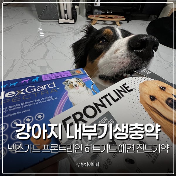 강아지 내부기생충약 넥스가드 프론트라인 하트가드 애견 진드기약 종류