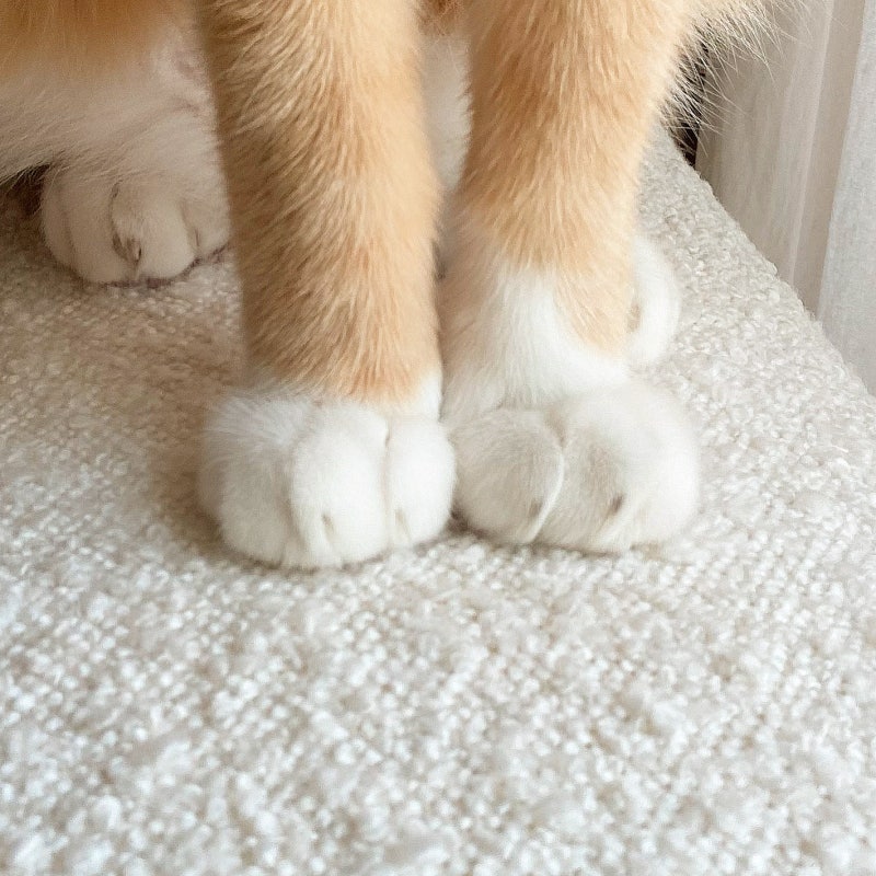 고양이 키우는 집 쇼파 추천! 가죽소파, 패브릭소파 중 뭘 사야할까?