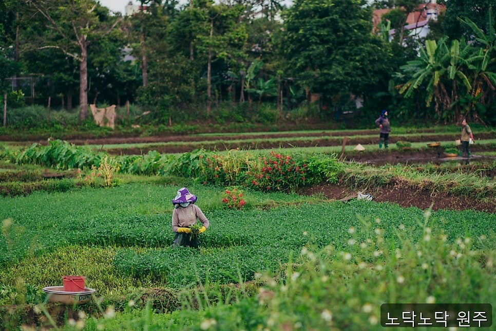 노닥노닥 사진 1