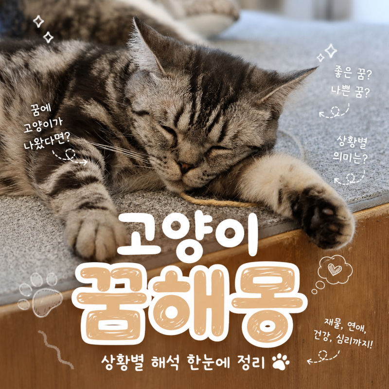 꿈에 고양이가 나왔다면? 상황별 고양이 꿈해몽 한눈에 정리