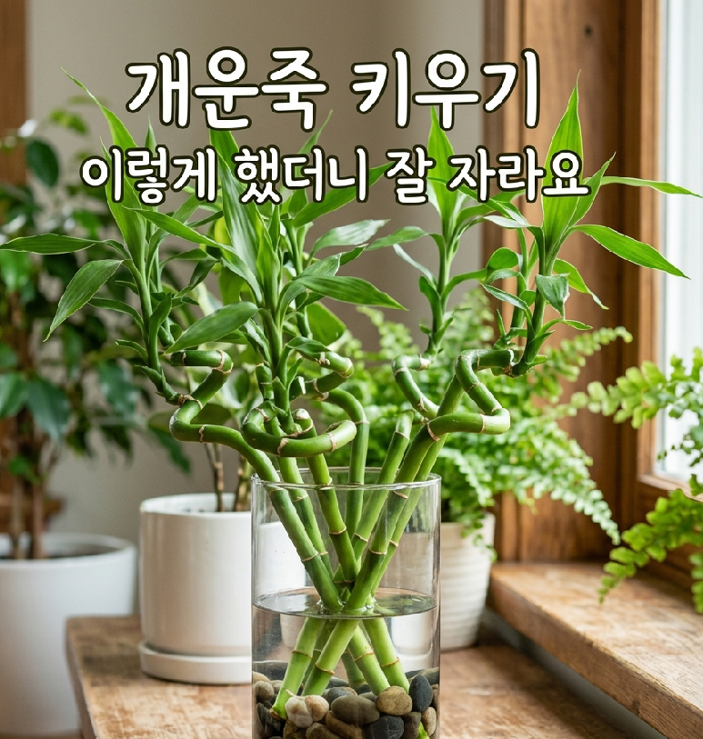 개운죽 키우기, 수경재배 이렇게 했더니 훨씬 잘 자라요