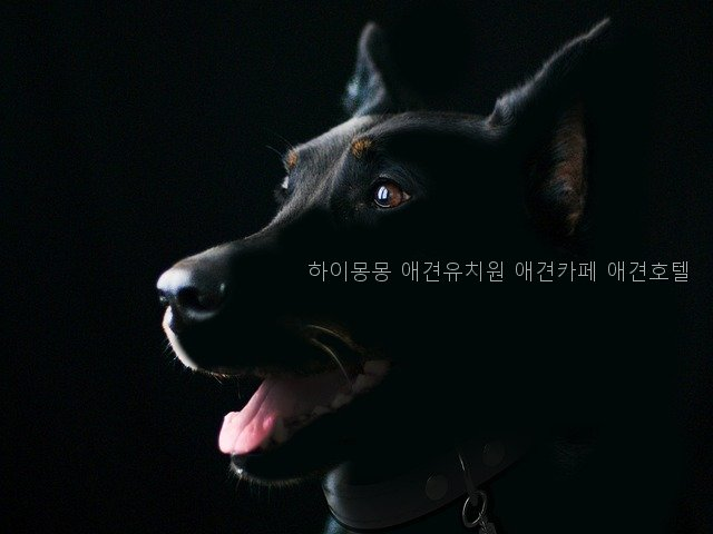 하이몽몽 사진 5