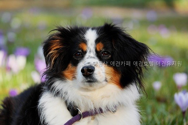 댕동산 사진 4
