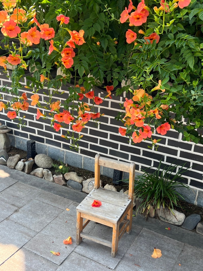 전주 한옥마을 가볼만한곳 능소화 명소 포토스팟 추천