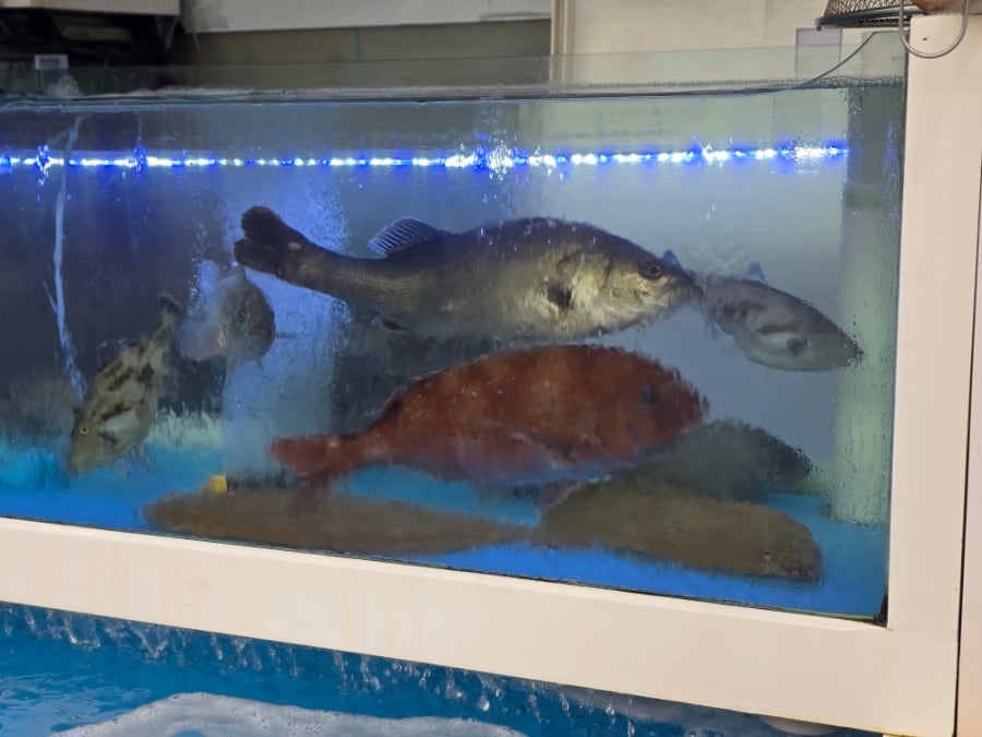 광발이 사진 3
