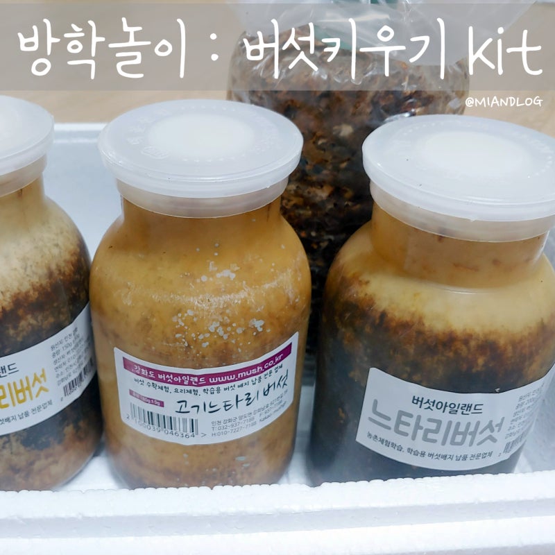 버섯키우기 키트 초등학생 방학 집콕놀이 후기
