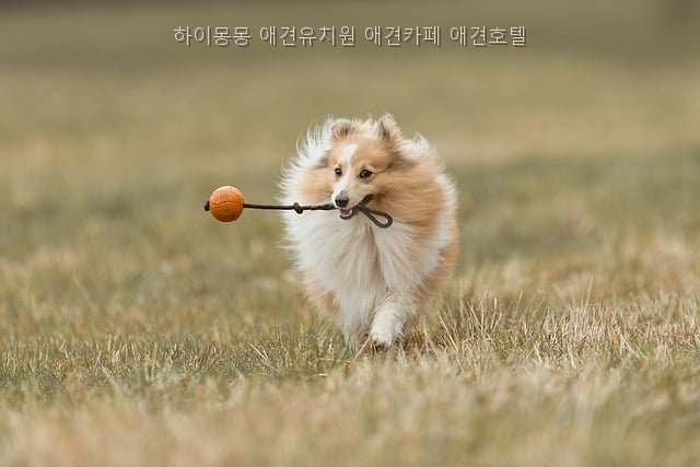 하이몽몽 사진 2