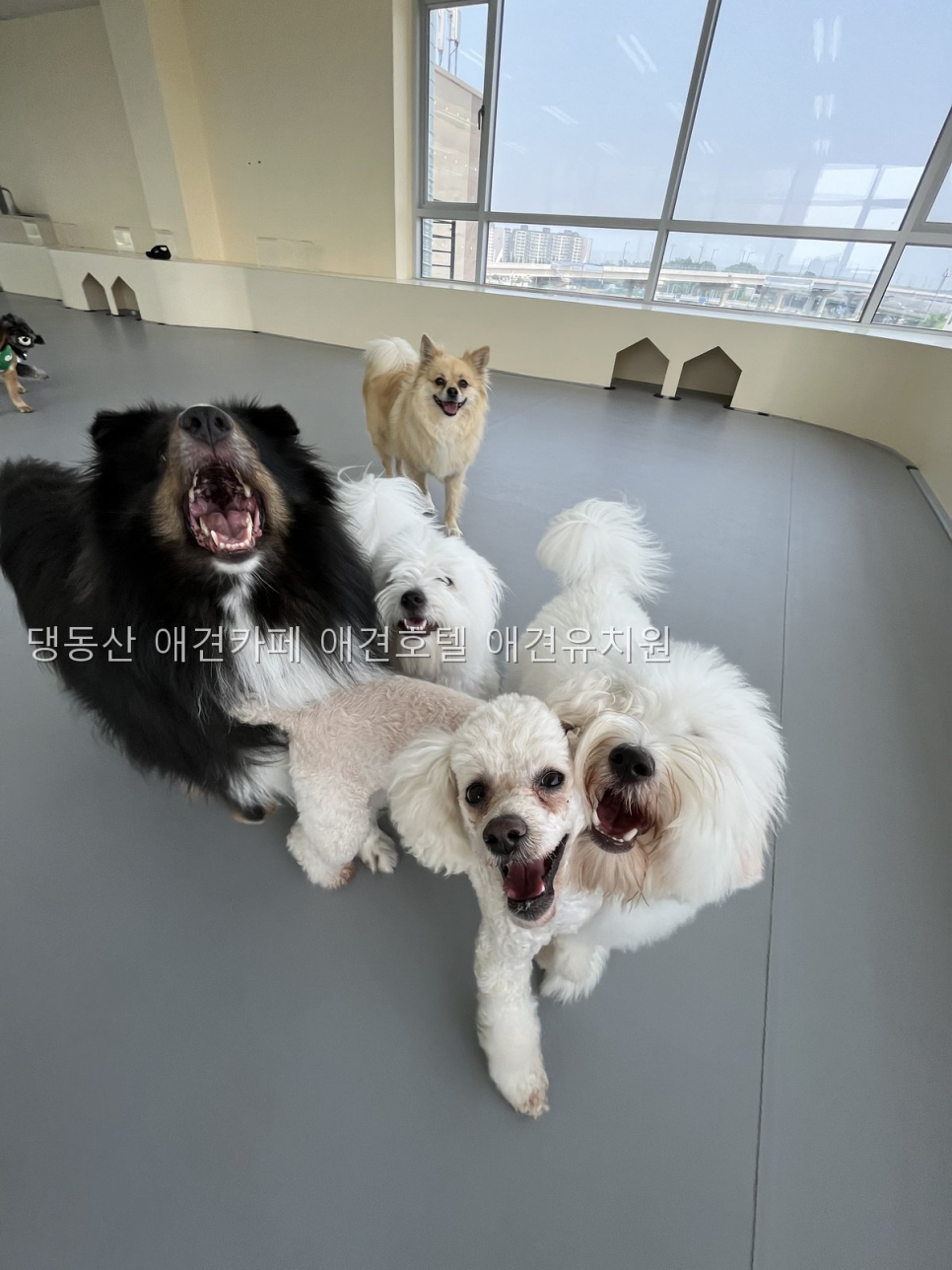 댕동산