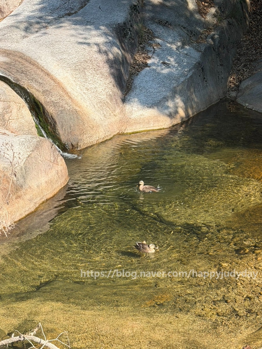 산골보리밥 사진 3