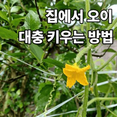 오이 키우는 방법 텃밭에서 대충 재배하는 포인트