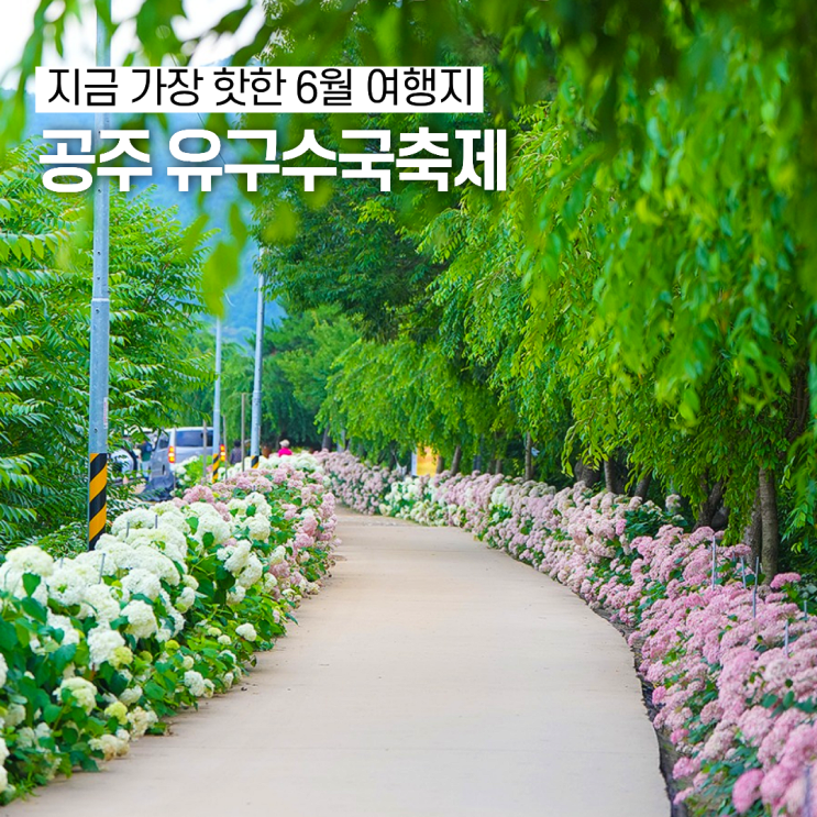 <b>유구 수국축제</b>, 6월 공주에서 꼭 가봐야 할 유구색동수국정원