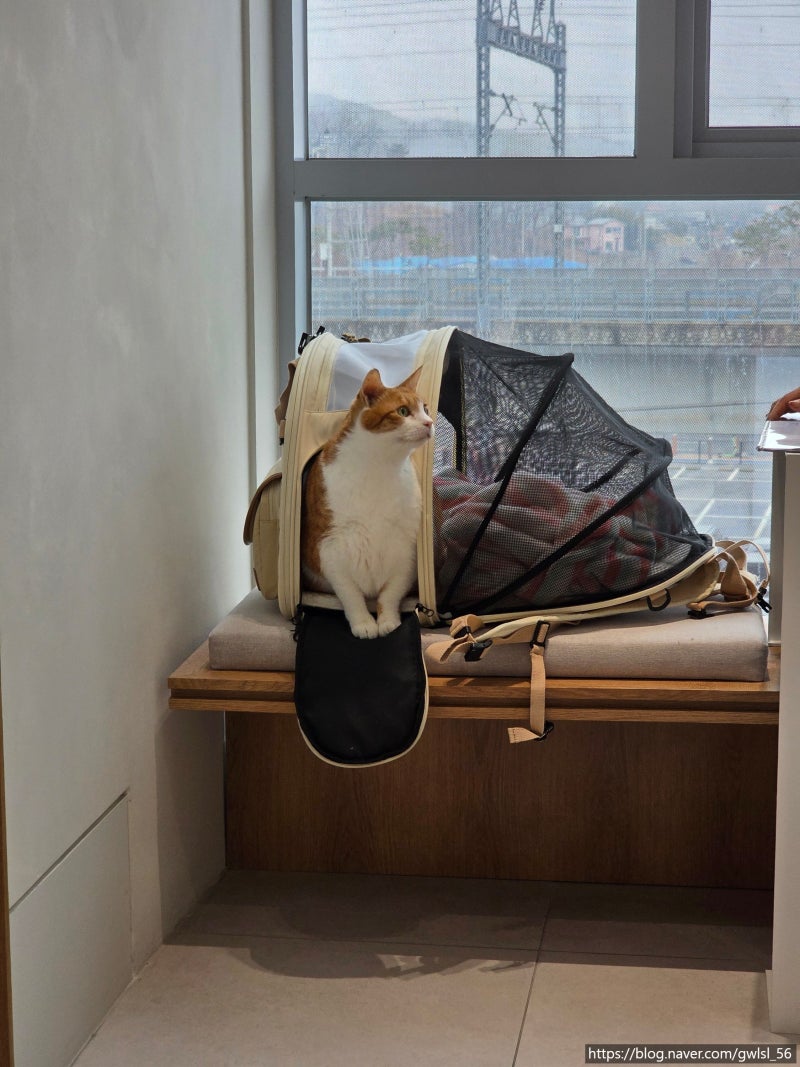 고양이 이동장 어답트미 쉽고 백팩 사용 후기 / 반려동물 이동장 추천