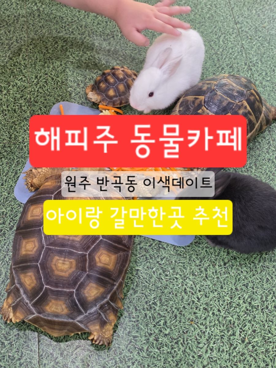 해피주동물카페 원주점 사진 1