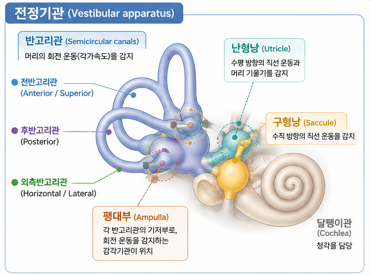 갑자기 세상이 빙글빙글 돈다면? 전정신경염 원인부터 치료까지
