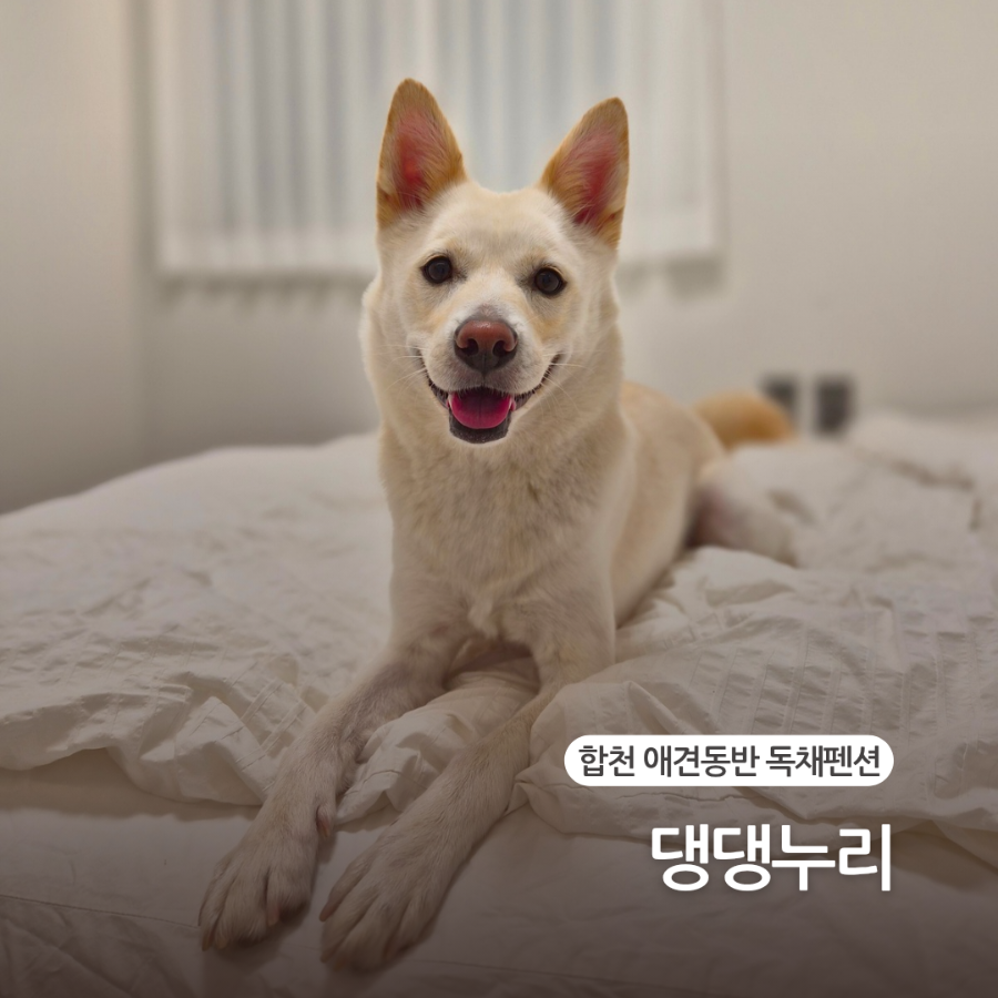 댕댕누리 사진 1