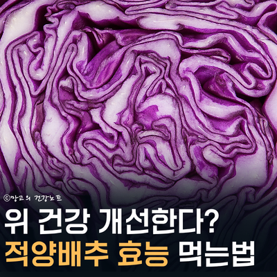 위 건강 개선? 적양배추 효능 알아봐요! 부작용, 칼로리, 먹는방법