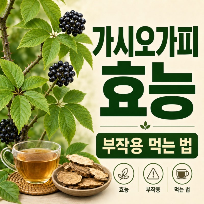 가시오가피효능, 부작용과 먹는 법 정리