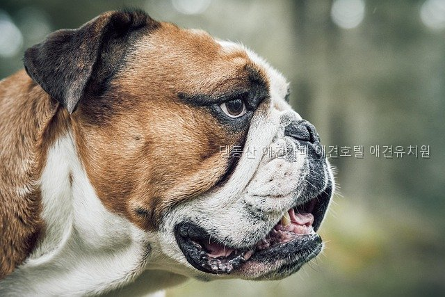 댕동산 사진 3
