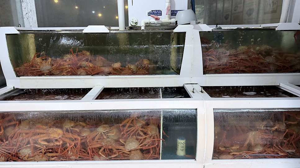 속초붉은대게 사진 3