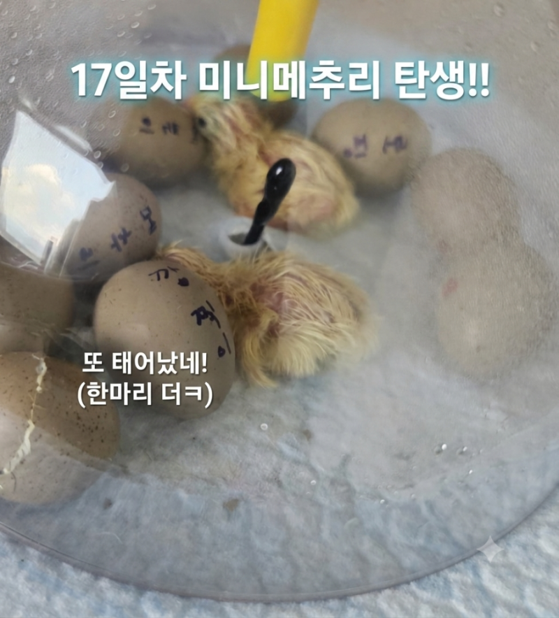 미니메추리 부화일기 17일차｜드디어 2마리 부화 성공! 왕관 부화기 후기