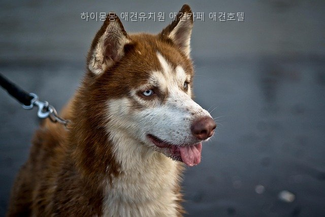 하이몽몽 사진 4