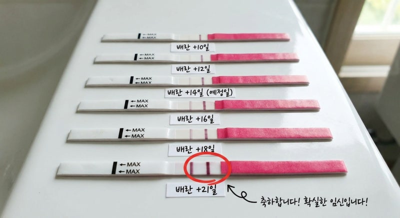 임테기 두 줄 보고도 매일 불안하다면? '화유' 판독기, 진하기 역전 현상 팩트체크