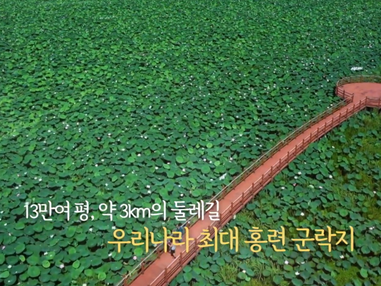“무안 회산 백련지보다 더 넓다고요?”<b>나주 우습제</b> 홍련 명소... 