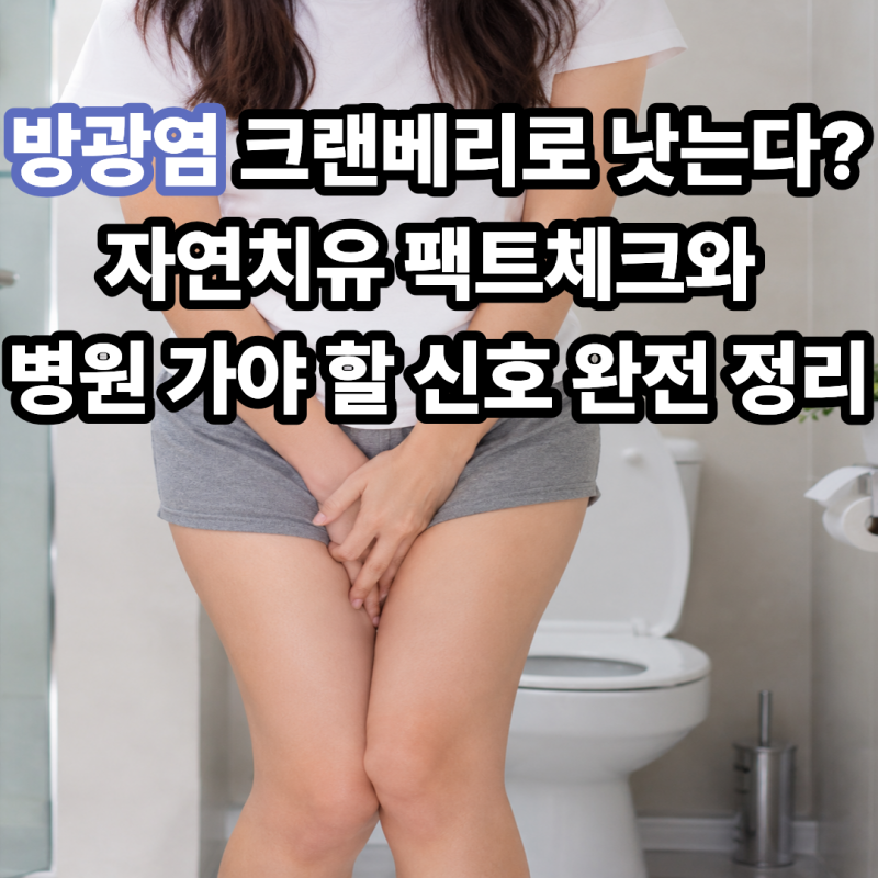 방광염 크랜베리로 낫는다? 자연치유 팩트체크와 병원 가야 할 신호 완전 정리