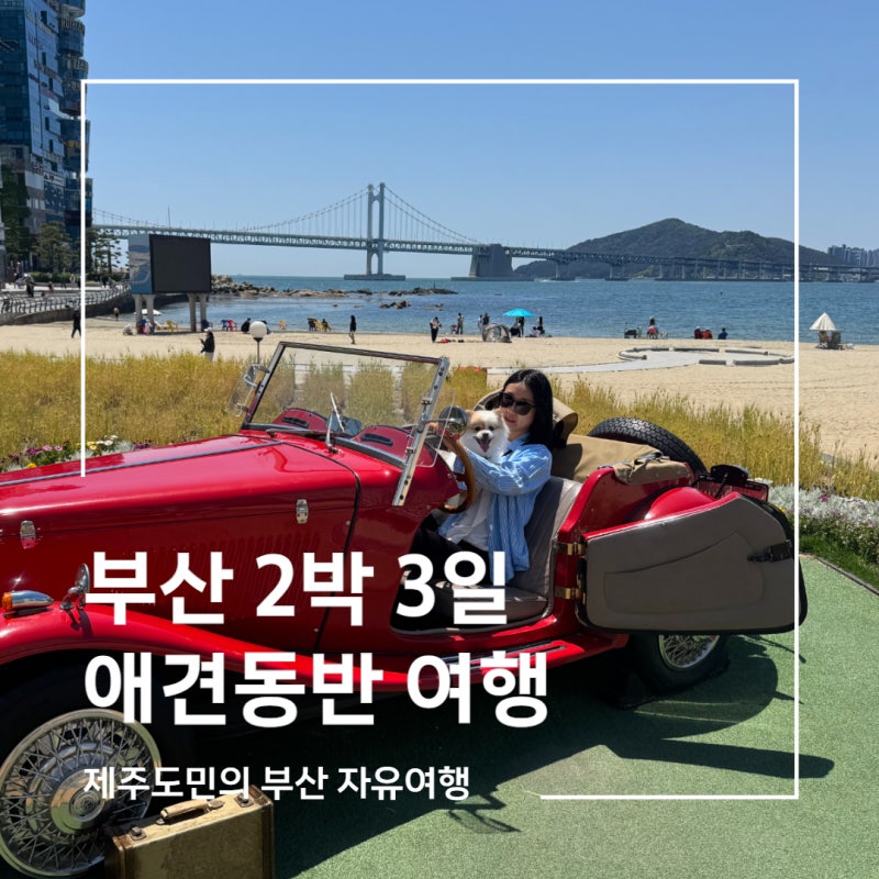 퇴근 후 비행기 타고 떠나는 부산 2박 3일 애견동반 여행