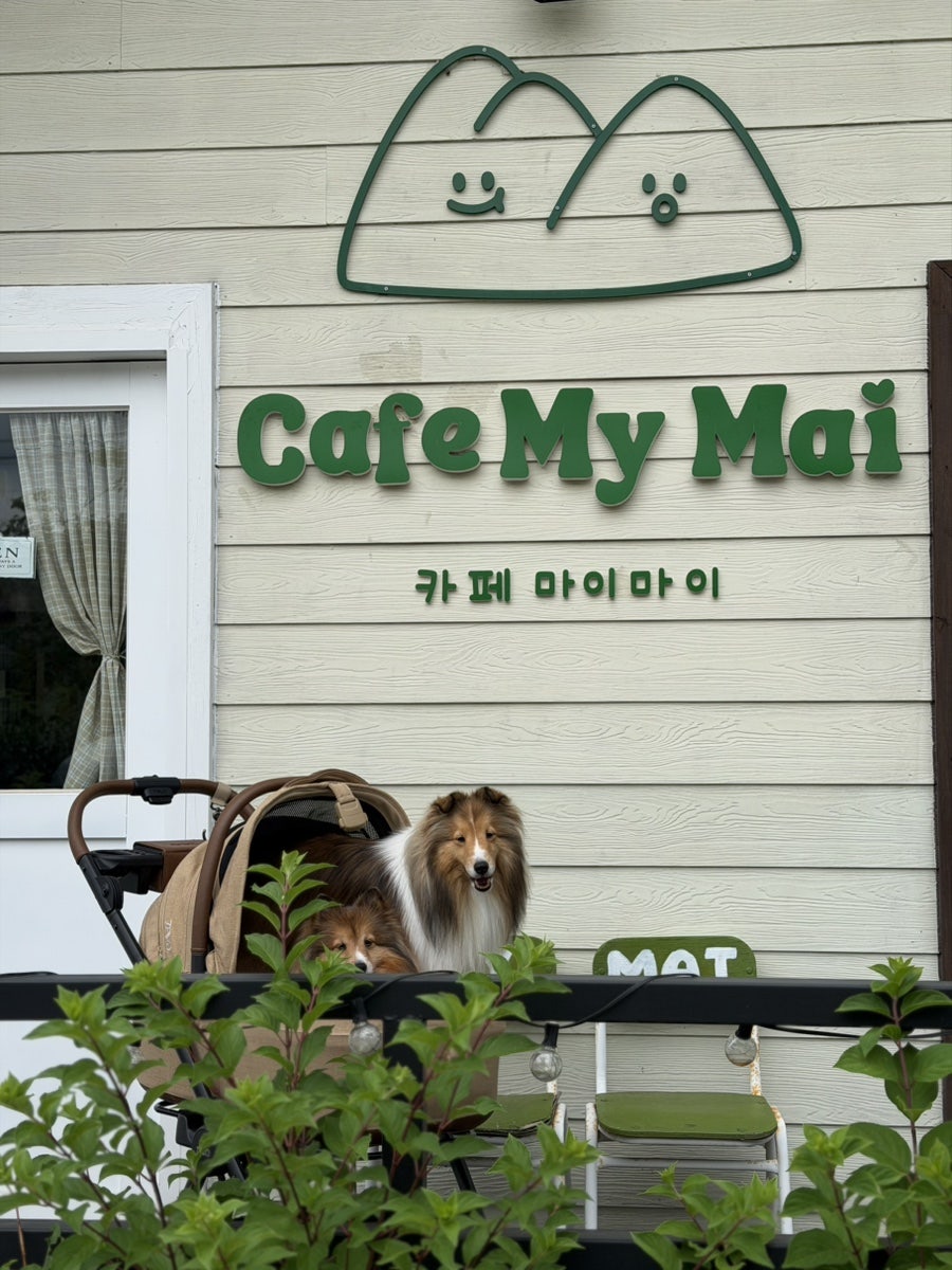 카페마이마이 사진 3