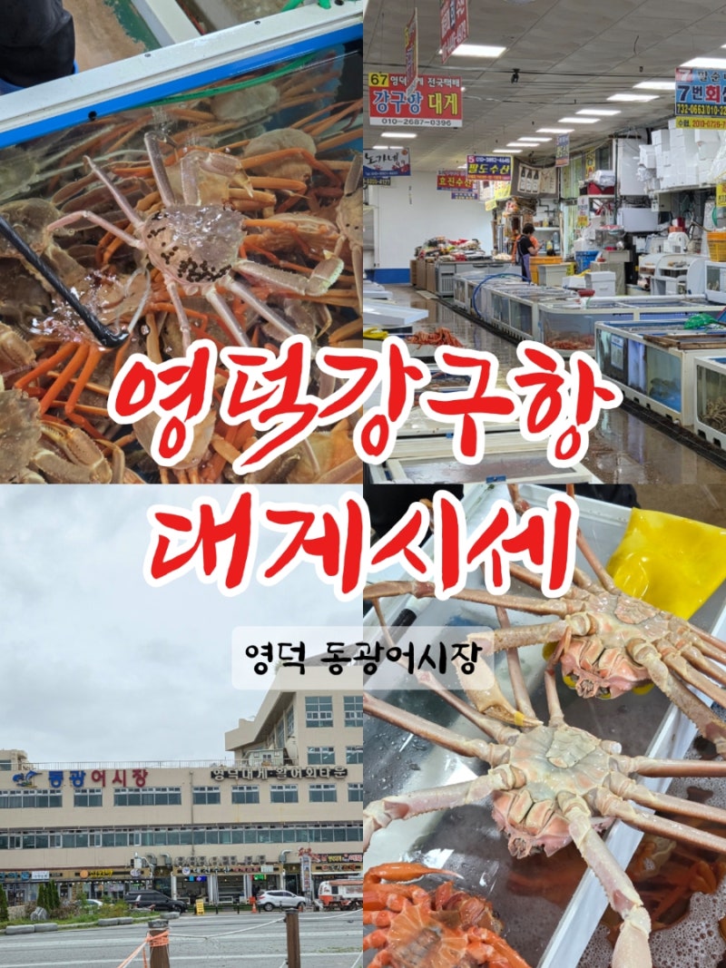 영덕 강구항 동광어시장 대게 시세,대게 고르는법!