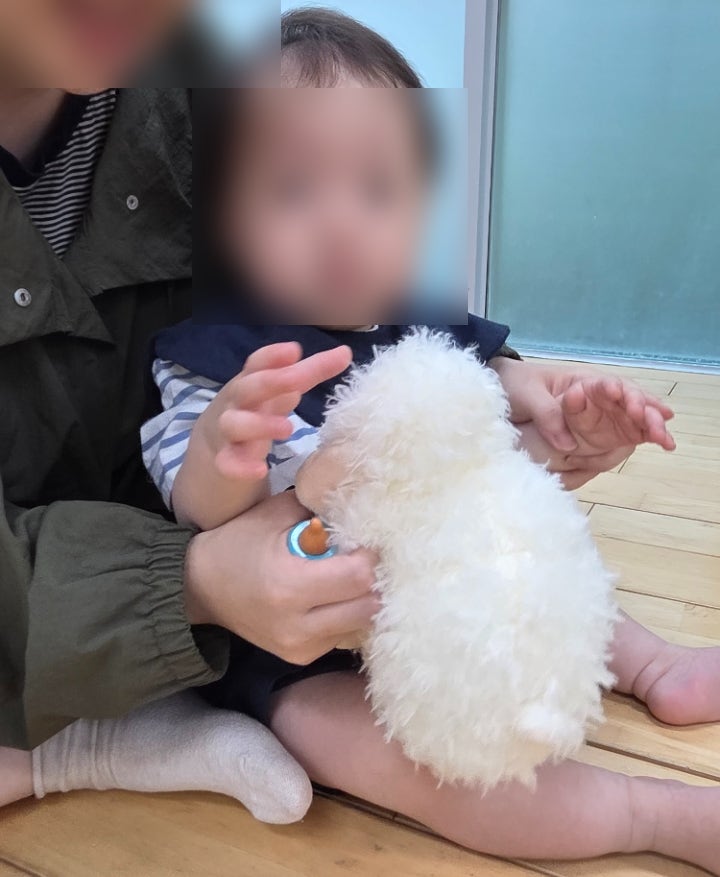 양떼 사진 6