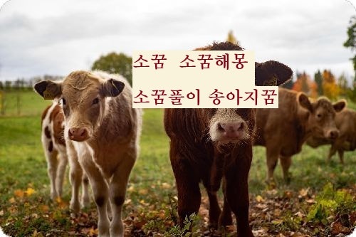 소꿈 소꿈해몽 소꿈풀이 송아지꿈