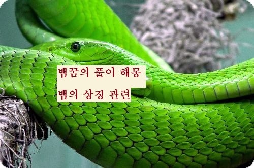 뱀꿈 뱀 상징 관련 뱀꿈풀이 해몽