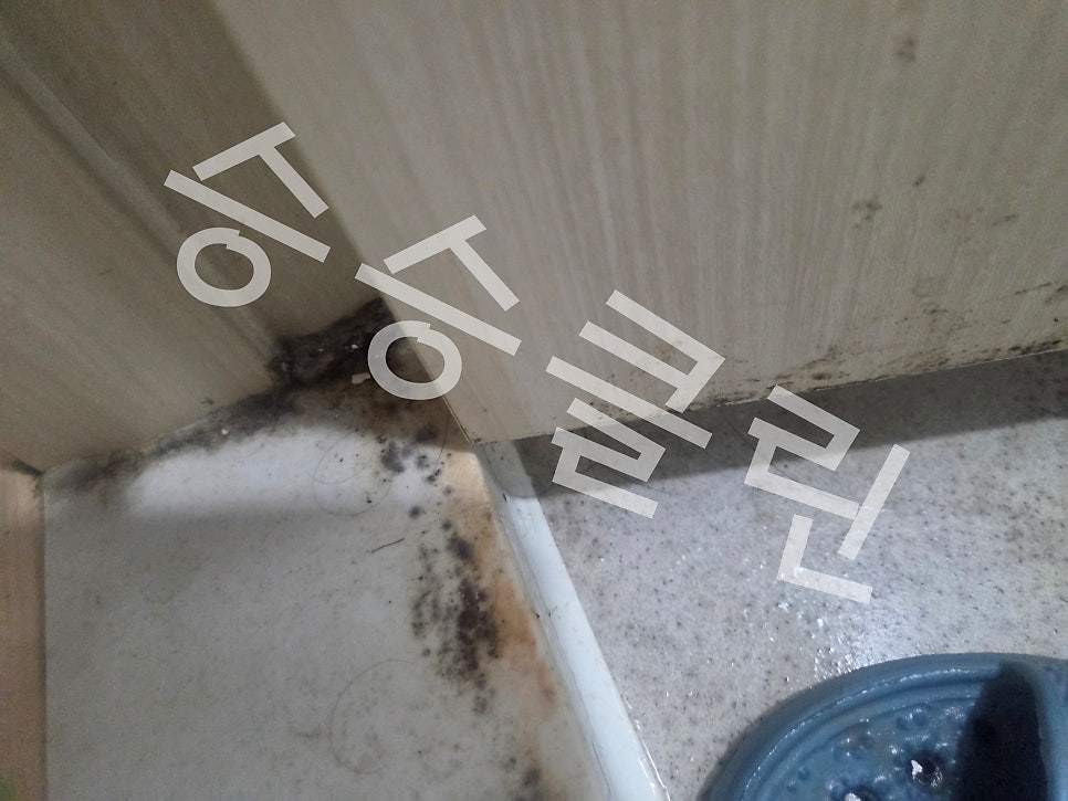 승승 사진 4