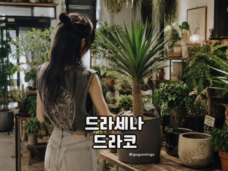 드라세나드라코 키우기 분갈이 흙·물주기 실내 식물