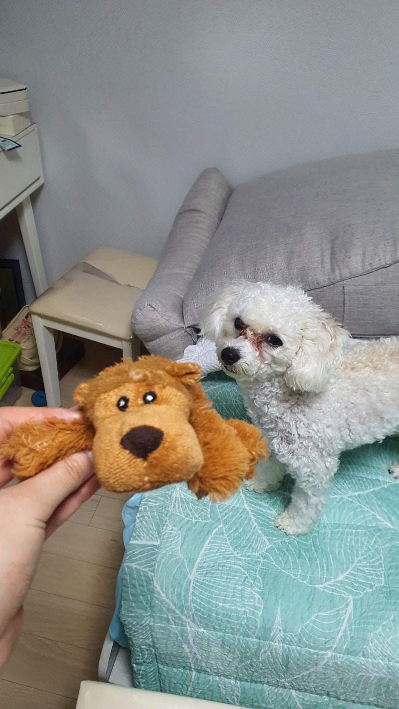 (내돈내산)강아지 눈물자국 지우기 찐후기! 우리 호두 광명 찾은 비법 (블루베이 아이비타 드....