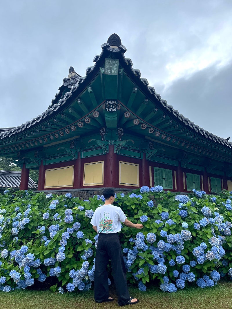 제주도 수국 명소 축제 제주 혼인지 수국길 수국 개화시기