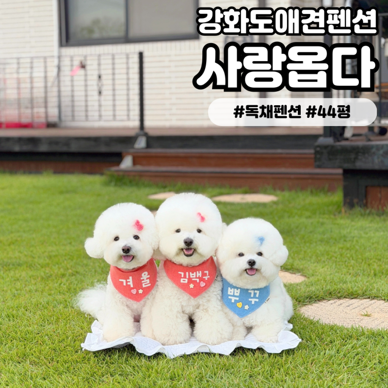 [사랑옵다] 강화도애견동반펜션 강아지들을 위한 44평 대형 독채 숙소 불멍 바베큐 가능