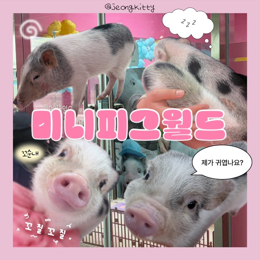 미니피그월드 사진 1