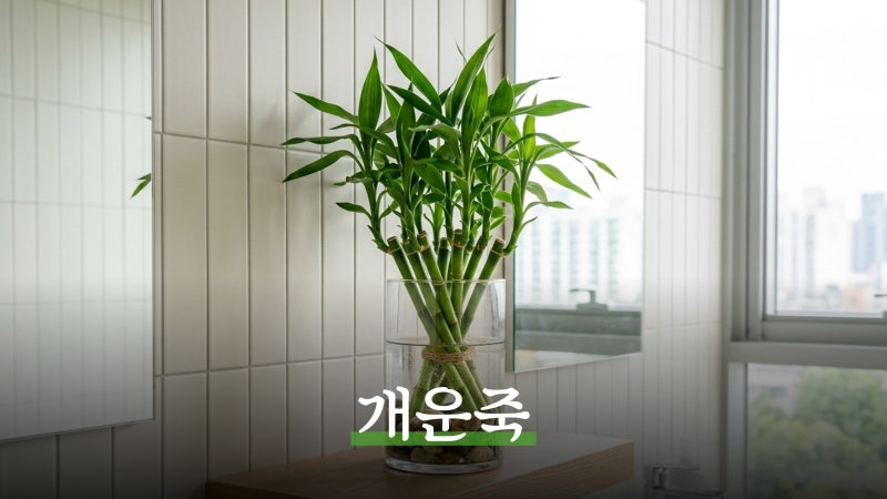 개운죽 키우기, 노란 잎마름 없는 수경재배 및 번식 방법