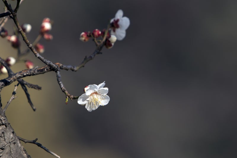 한글 서예 궁체진흘림 안민영의 매화사梅花詞