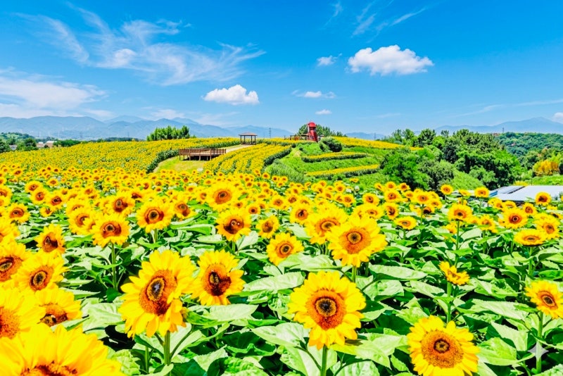 2026 강주 해바라기 축제 마을 명소 함안 가볼만한곳 여행