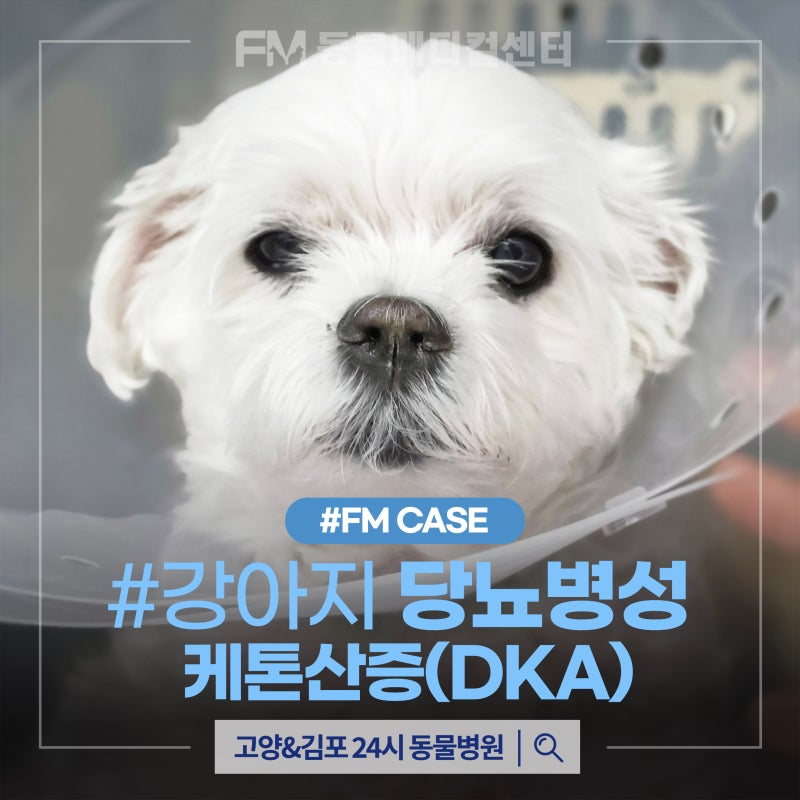갑작스러운 식욕 저하, 강아지의 당뇨병성 케톤산증 DKA 치료 후기