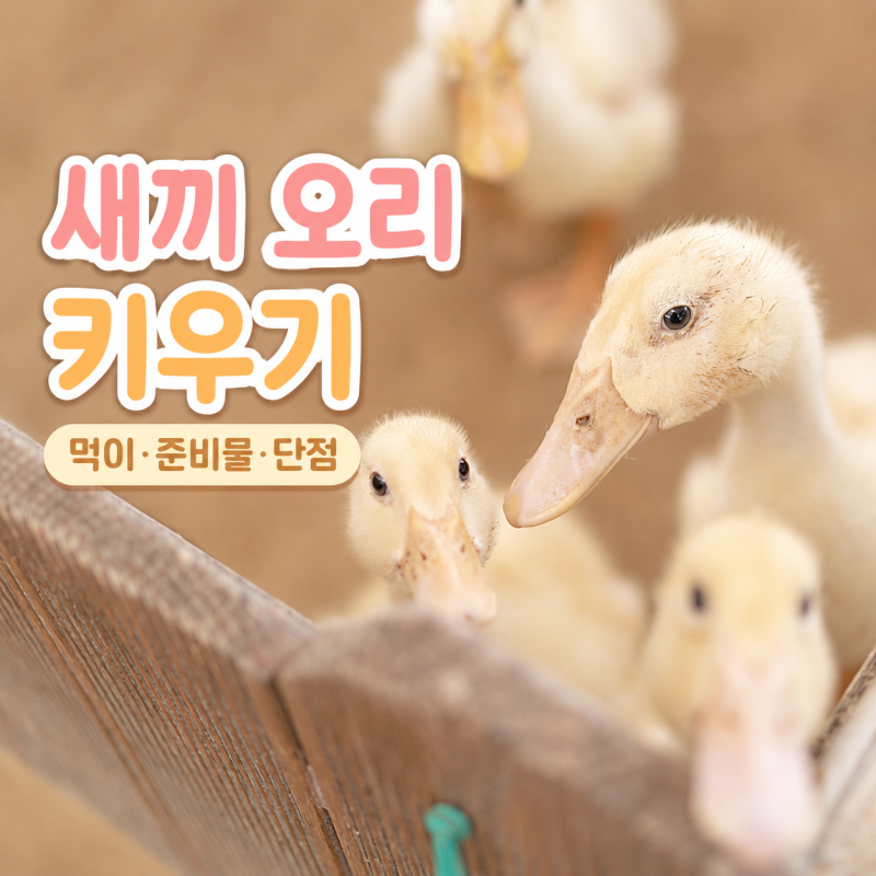 새끼 오리 키우기 후회할까? 먹이와 콜덕 단점 준비물