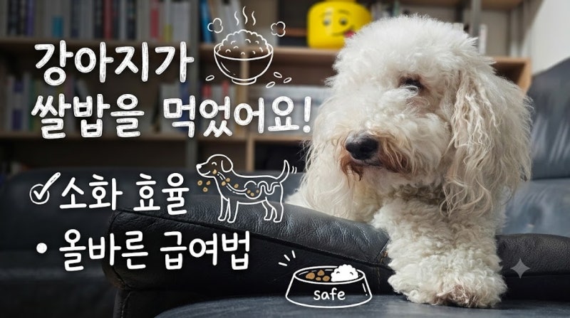 강아지가 쌀밥을 먹었어요! 소화 효율과 올바른 급여법