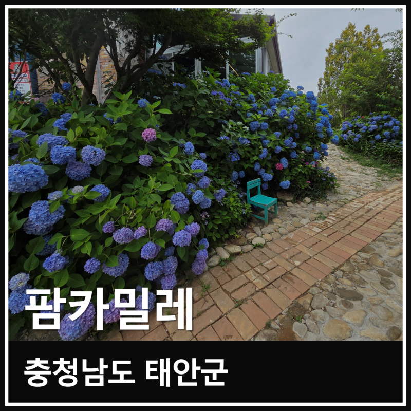 Chungnam Taean Farm Kamille Hydrangea Festival: Late June Blooming Status and Visit Review