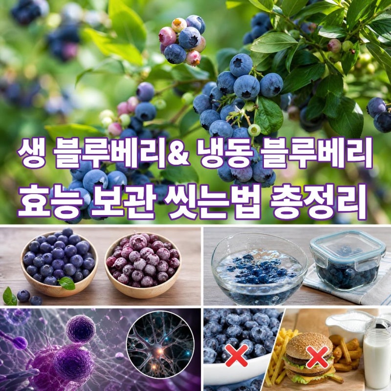블루베리 대세는 가성비? 생블루베리 vs 냉동 블루베리 효능, 씻는 법, 궁합까지 총정리!
