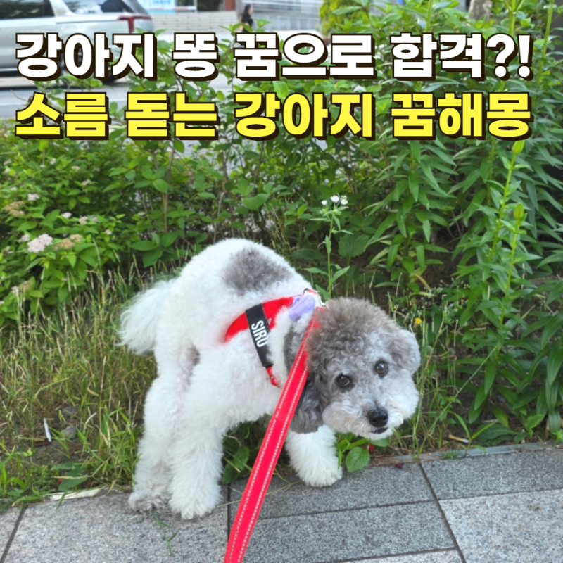 반려동물 인플루언서 합격 시그널? 소름 돋는 강아지 꿈해몽 상황별 정리